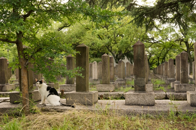 お墓と猫