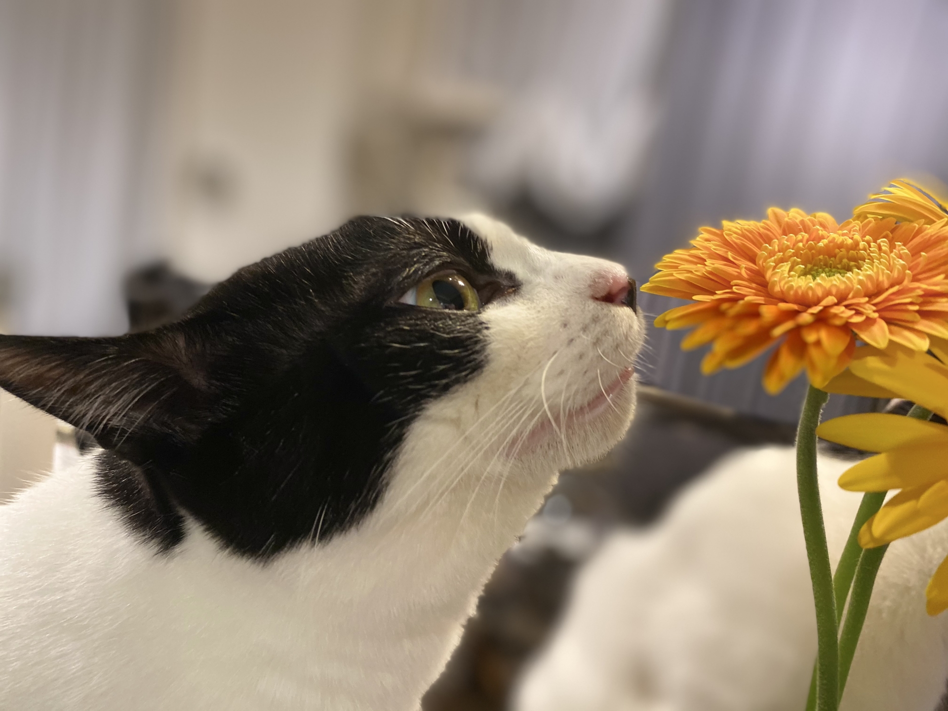 花に鼻を近づける猫