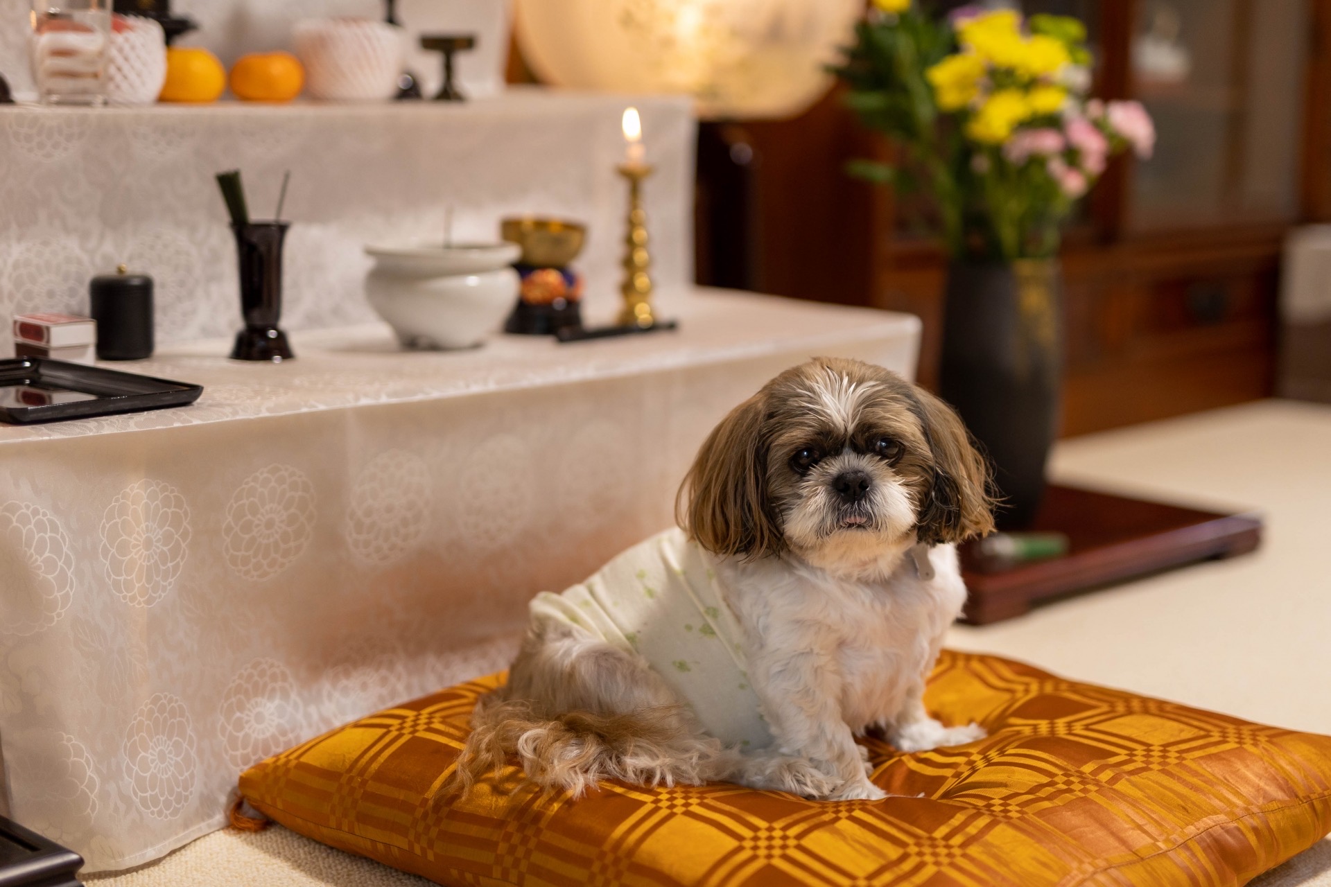 仏壇の前に座る犬