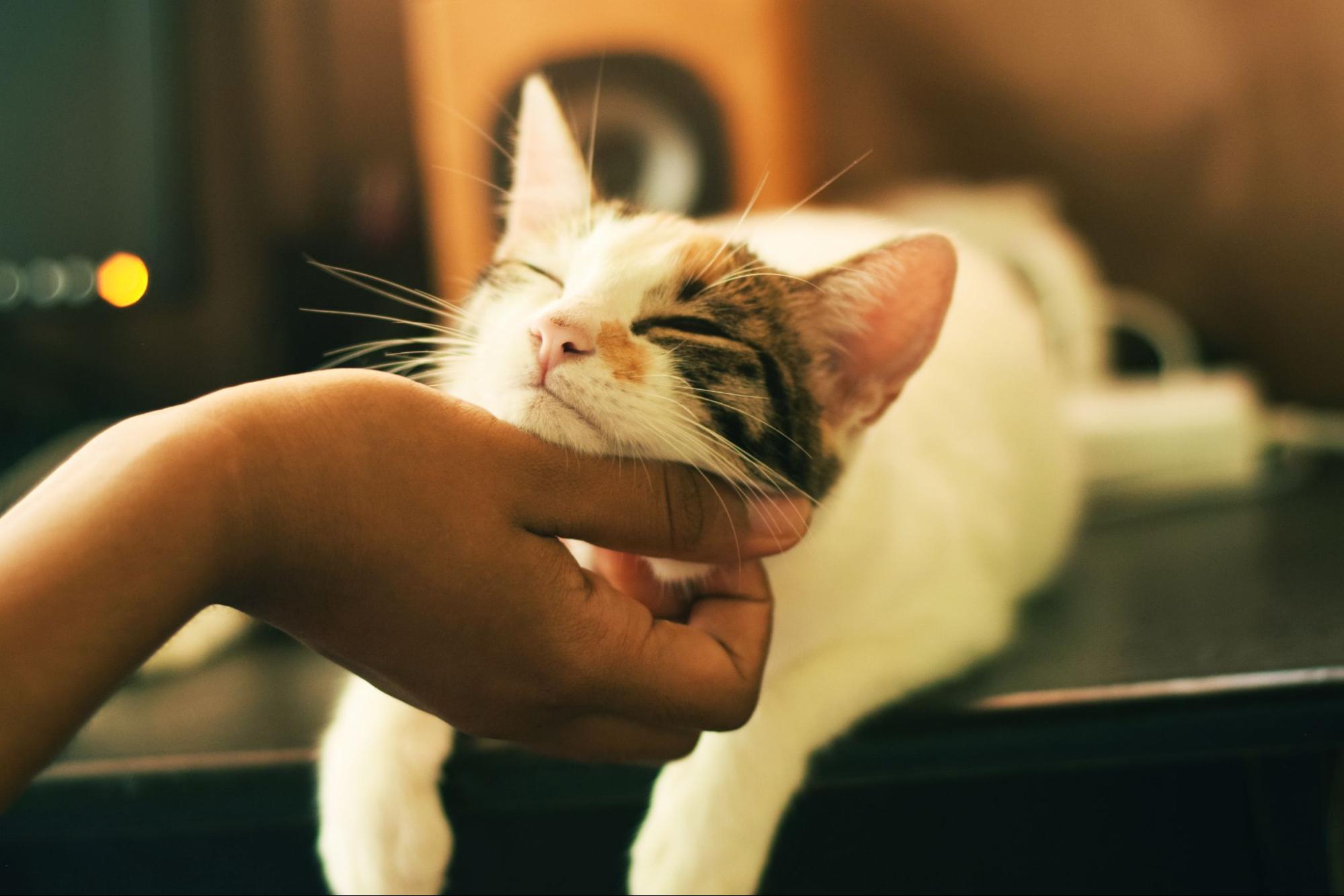 猫ののどに触れる人の手