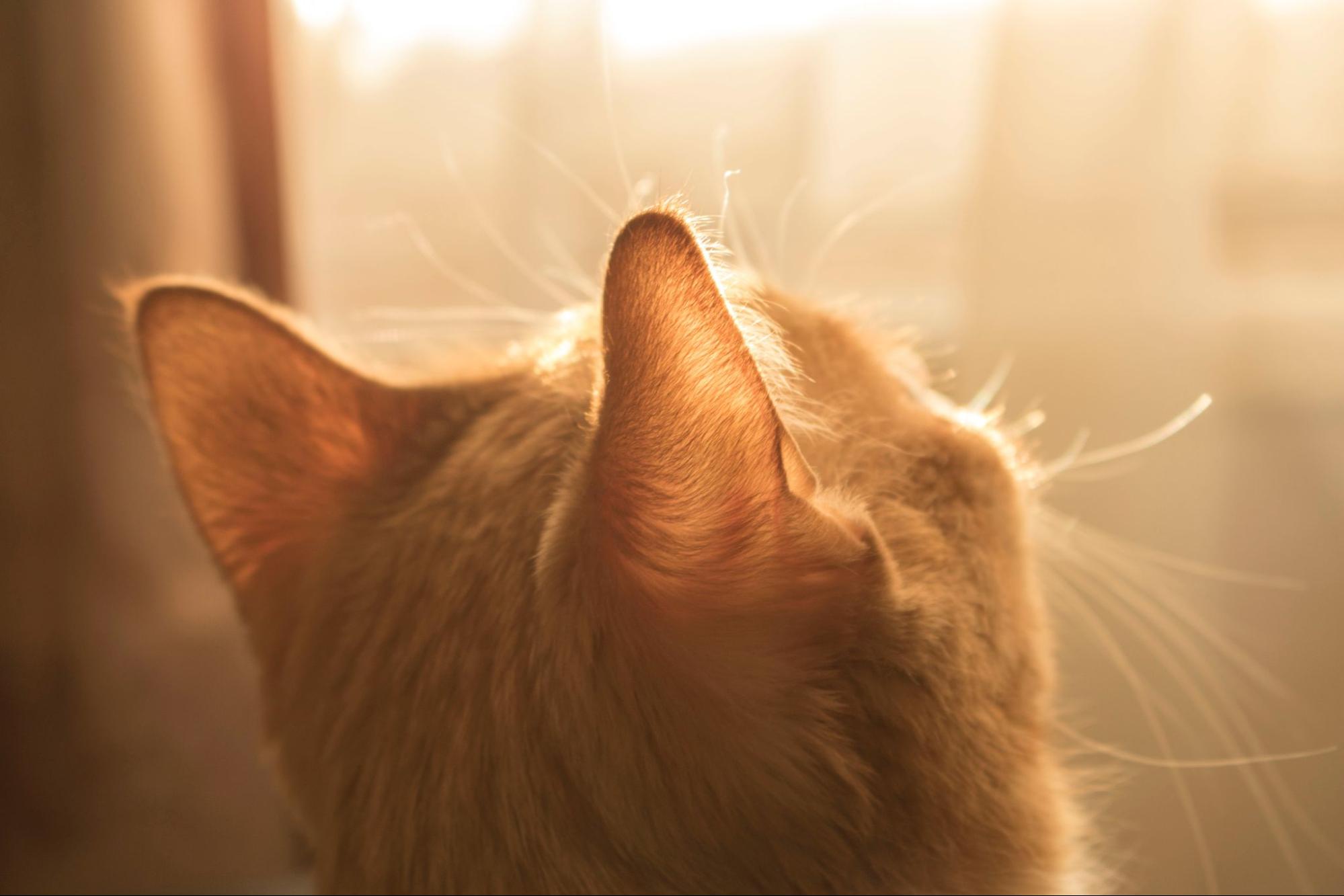 陽の光に包まれる猫