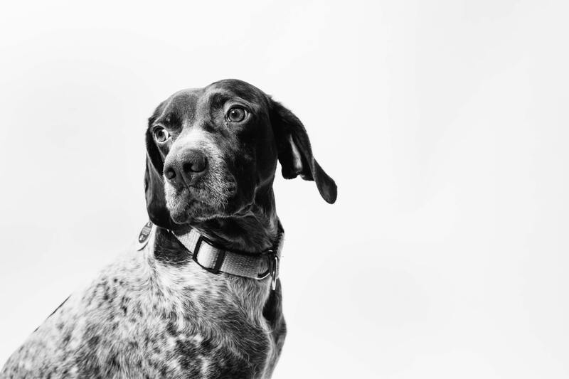犬の白黒写真