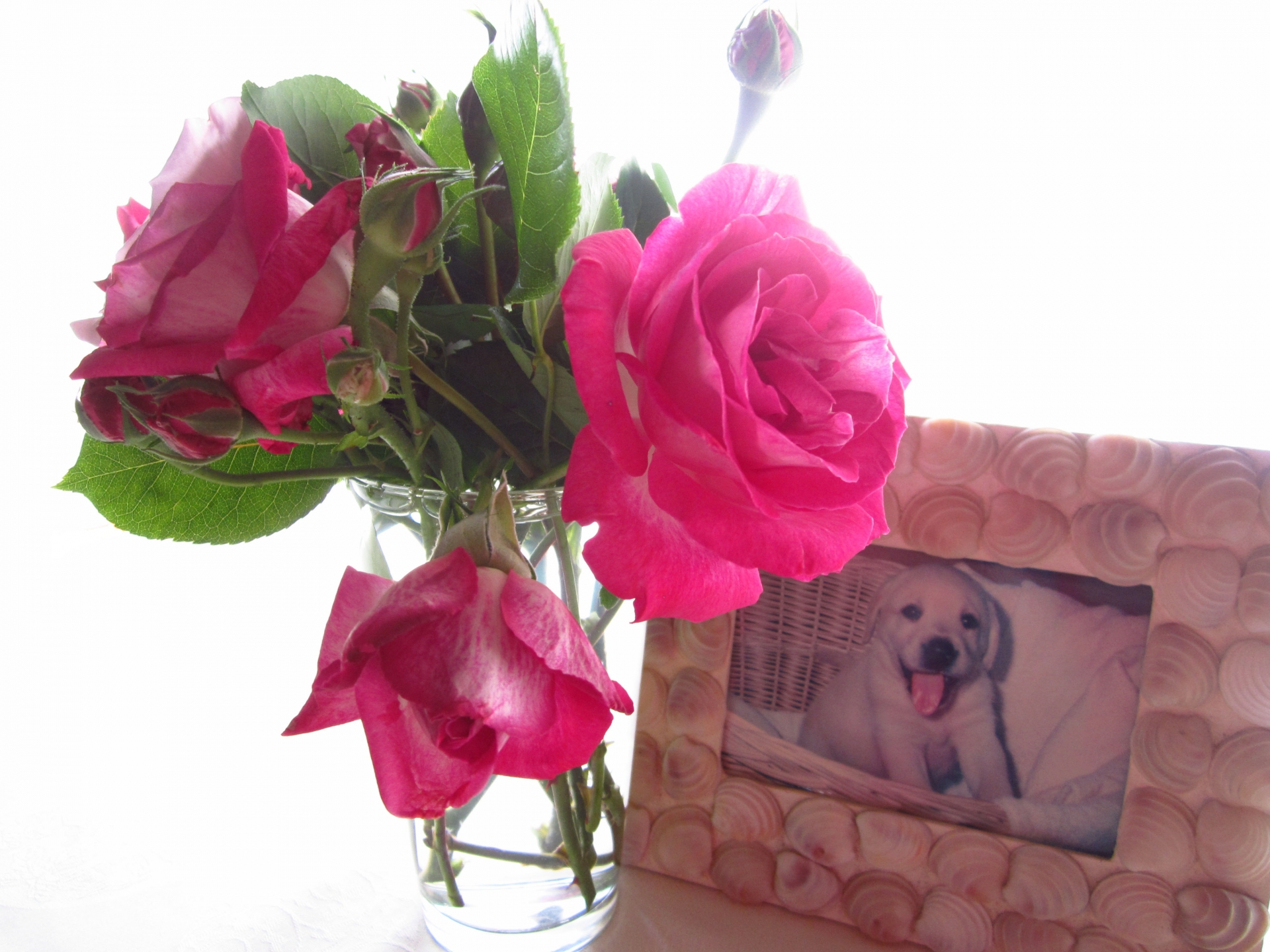 バラの花と犬の写真