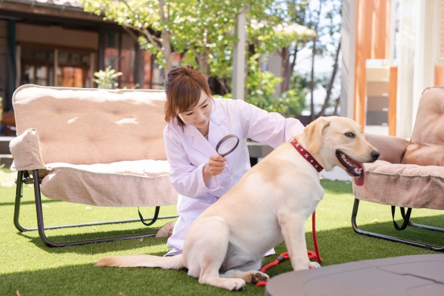 犬を診察する獣医